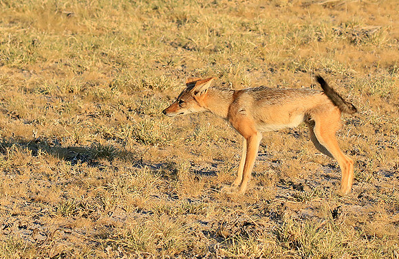 Black-backed jackal - Central Kalahari