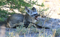 Bat-eared fox - Central Kalahari