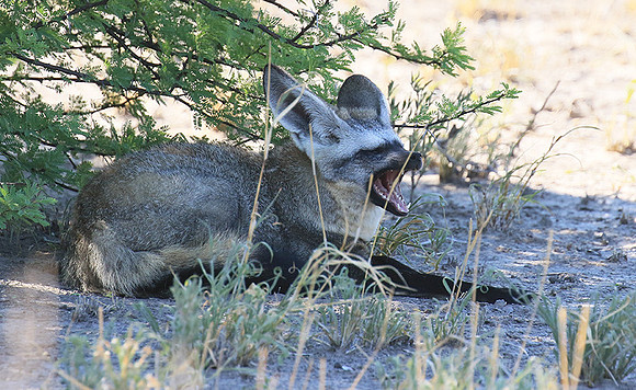 Bat-eared fox - Central Kalahari