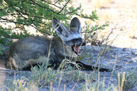 Bat-eared fox - Central Kalahari