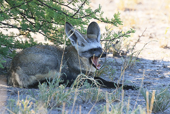 Bat-eared fox - Central Kalahari