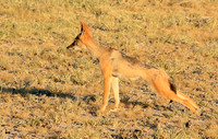 Black-backed jackal - Central Kalahari