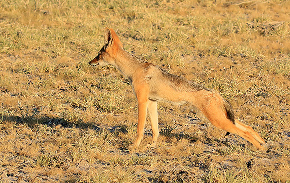 Black-backed jackal - Central Kalahari