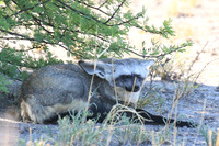 Bat-eared fox - Central Kalahari