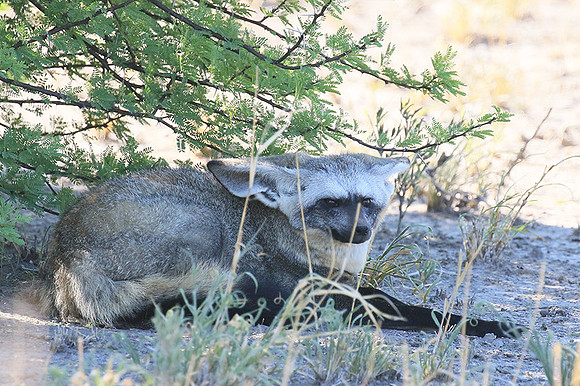 Bat-eared fox - Central Kalahari