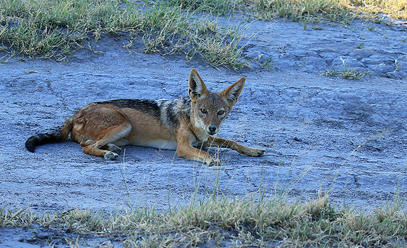 Black-backed jackal - Central Kalahari