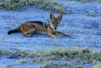 Black-backed jackal - Central Kalahari