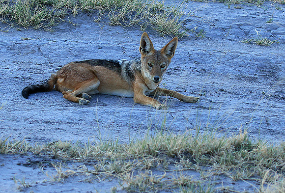 Black-backed jackal - Central Kalahari