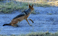 Black-backed jackal - Central Kalahari