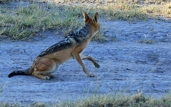 Black-backed jackal - Central Kalahari