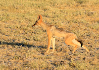 Black-backed jackal - Central Kalahari