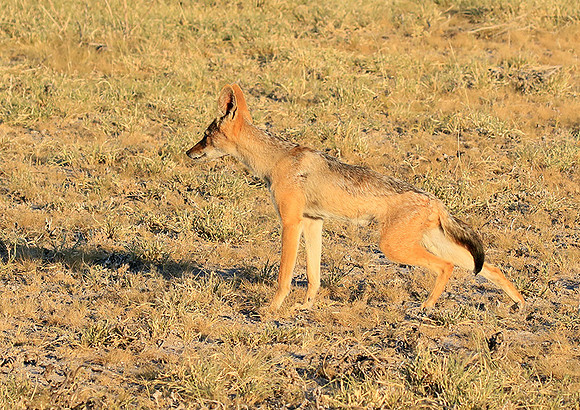 Black-backed jackal - Central Kalahari