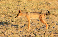 Black-backed jackal - Central Kalahari