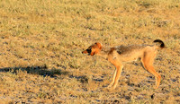 Black-backed jackal - Central Kalahari