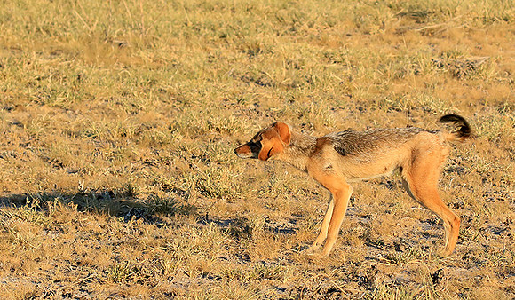 Black-backed jackal - Central Kalahari