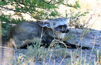 Bat-eared fox - Central Kalahari