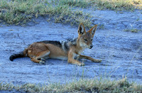 Black-backed jackal - Central Kalahari
