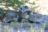 Bat-eared fox - Central Kalahari