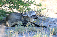 Bat-eared fox - Central Kalahari