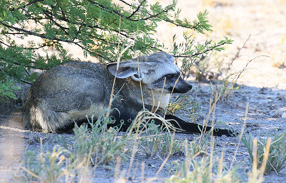 Bat-eared fox - Central Kalahari