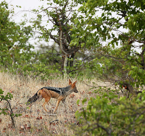 Jackal at Mashatu game reserve