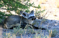 Bat-eared fox - Central Kalahari