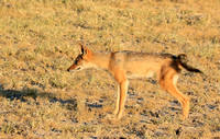 Black-backed jackal - Central Kalahari