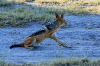 Black-backed jackal - Central Kalahari