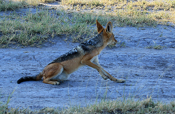 Black-backed jackal - Central Kalahari