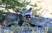 Bat-eared fox - Central Kalahari