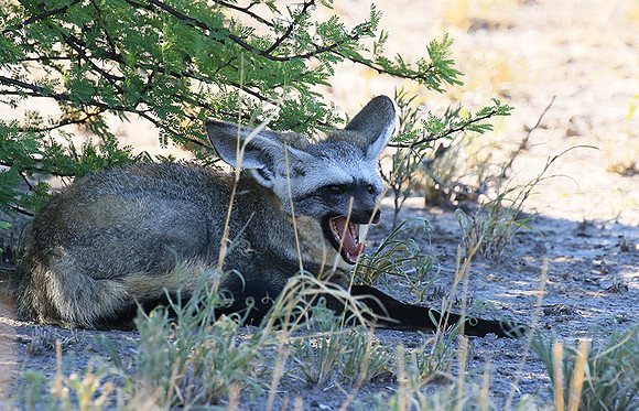 Bat-eared fox - Central Kalahari