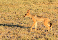 Black-backed jackal - Central Kalahari