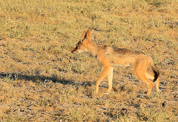 Black-backed jackal - Central Kalahari