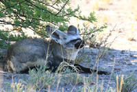 Bat-eared fox - Central Kalahari