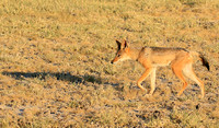 Black-backed jackal - Central Kalahari