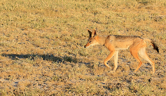 Black-backed jackal - Central Kalahari