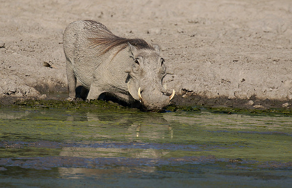 Moremi game reserve