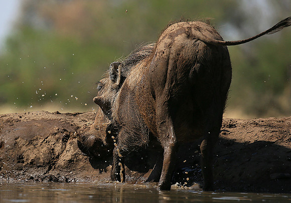 Warthog at the waterhole at Mashatu game reserve