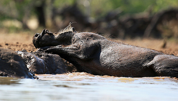 Warthog at the waterhole at Mashatu game reserve
