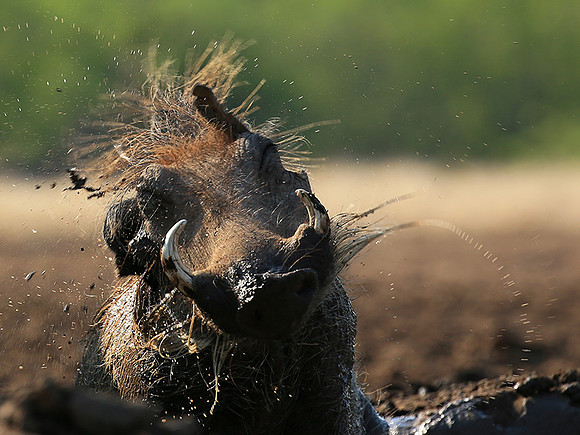 Warthog at the waterhole at Mashatu game reserve