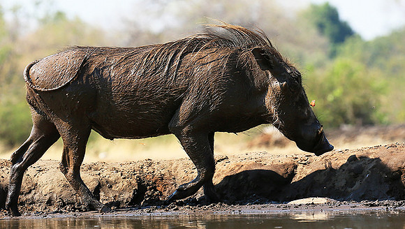 Warthog at the waterhole at Mashatu game reserve