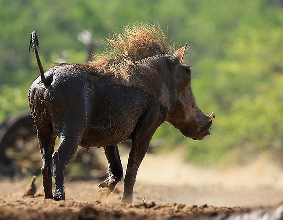 Warthog at the waterhole at Mashatu game reserve