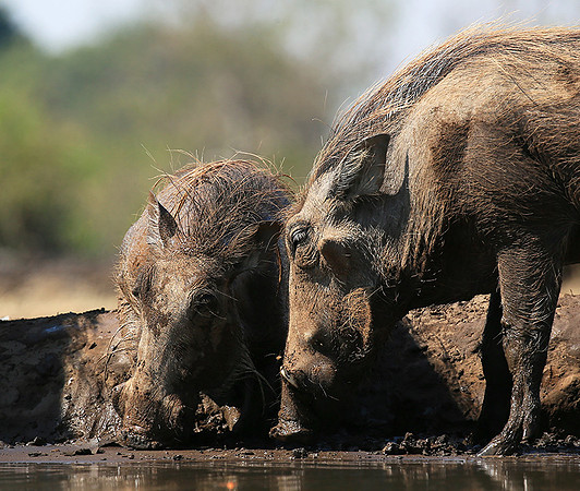 Warthog at the waterhole at Mashatu game reserve