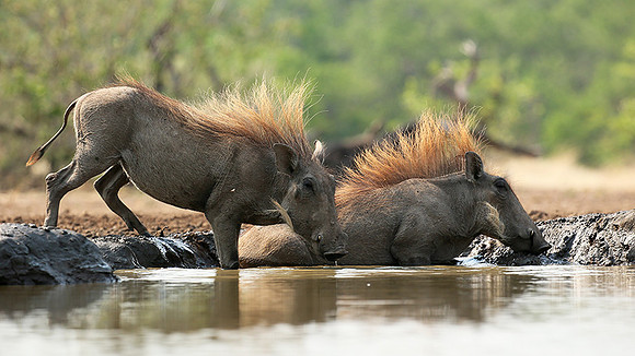 Warthog at the waterhole at Mashatu game reserve