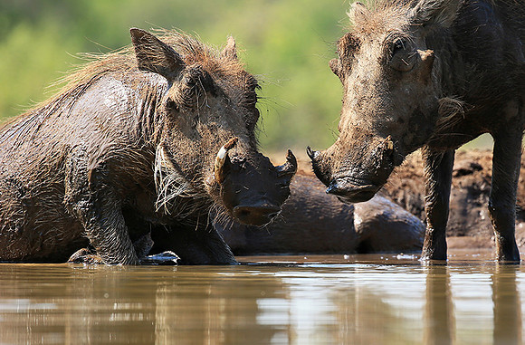 Warthog at the waterhole at Mashatu game reserve