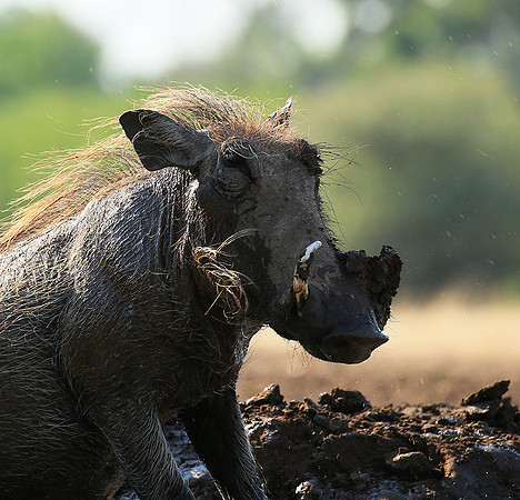 Warthog at the waterhole at Mashatu game reserve