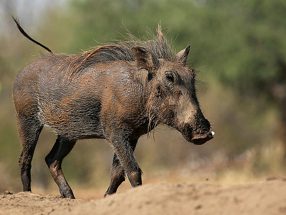 Warthog at the waterhole at Mashatu game reserve
