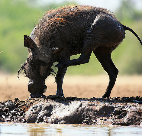 Warthog at the waterhole at Mashatu game reserve