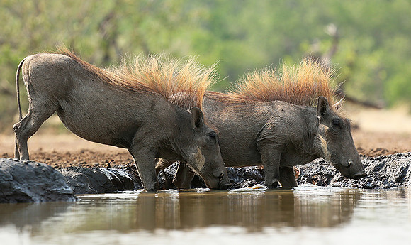 Warthog at the waterhole at Mashatu game reserve