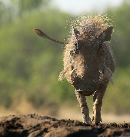 Warthog at the waterhole at Mashatu game reserve
